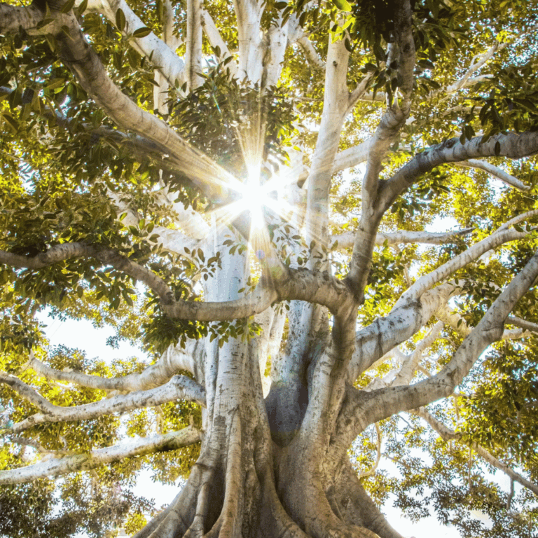 Lire la suite à propos de l’article Explorez les Bénéfices de la Voyance en Ligne