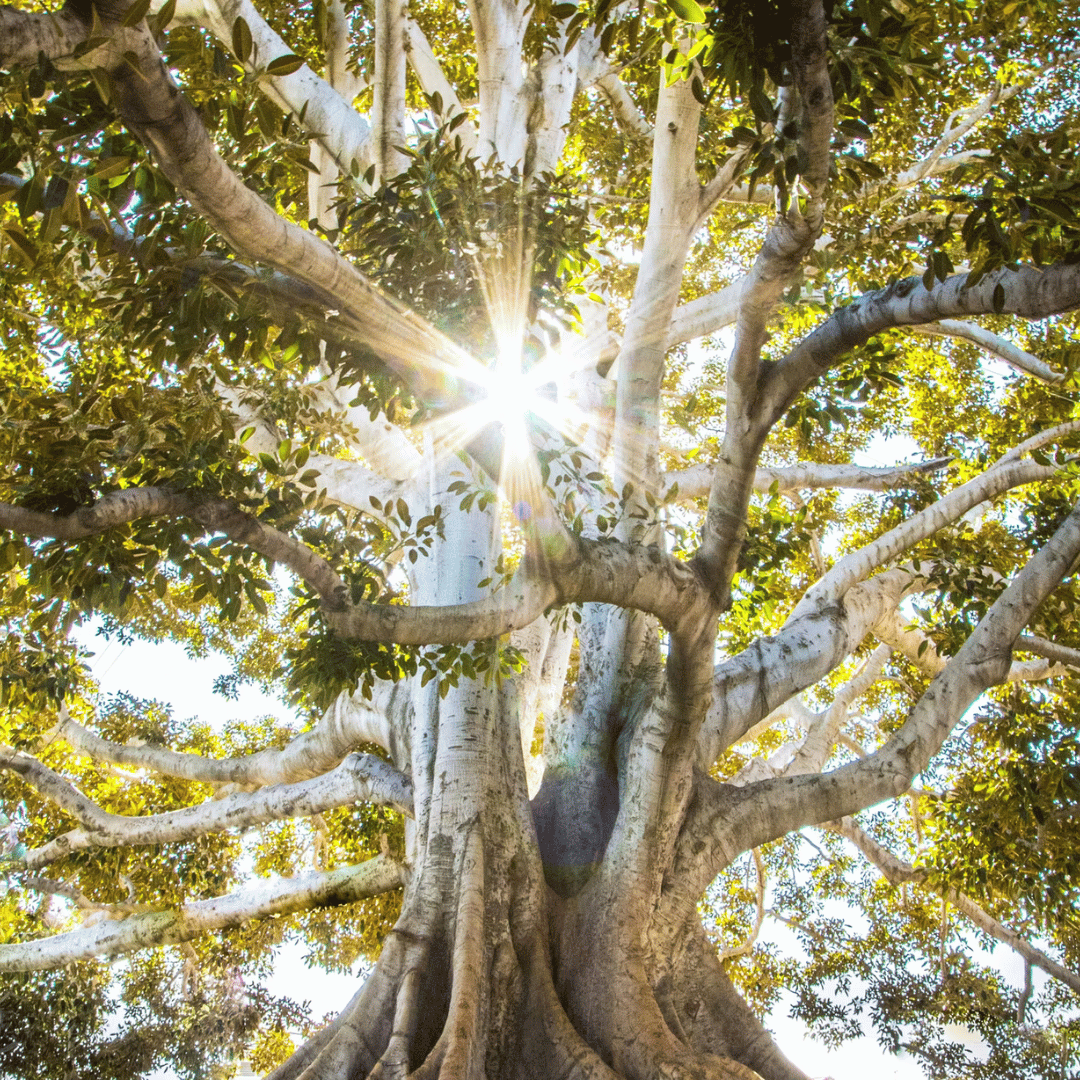 Lire la suite à propos de l’article Explorez les Bénéfices de la Voyance en Ligne