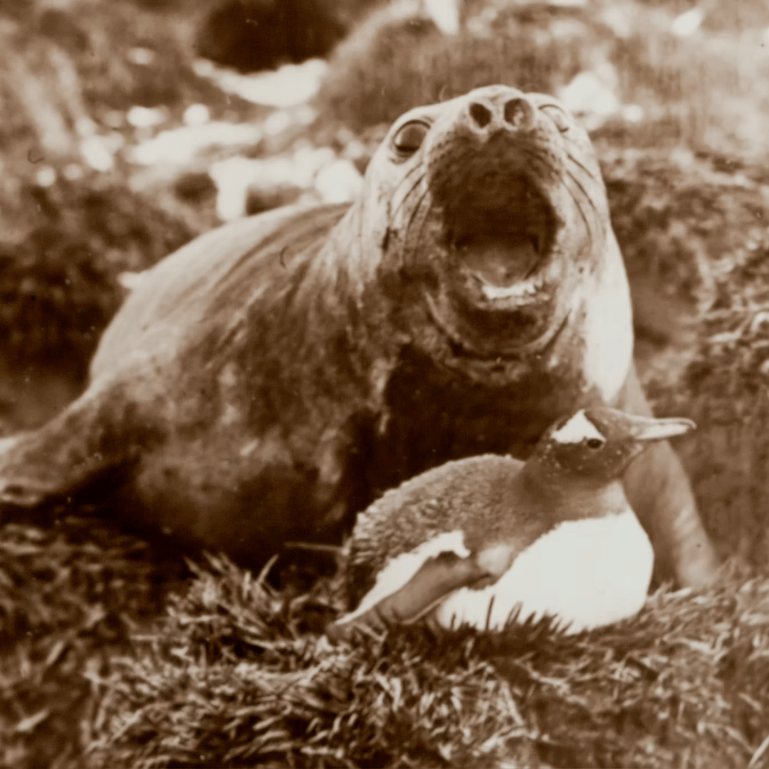 Lire la suite à propos de l’article Naviguer dans le Monde de la Voyance en Ligne : Un Voyage Vers la Clarté